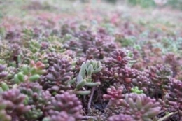 Mischung mit Sedum album Murale